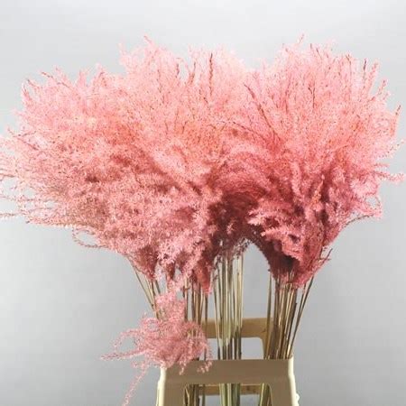 We did not find results for: MISCANTHUS GRASS DYED LIGHT PINK (dried) 90cm | Wholesale ...