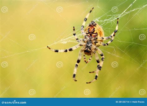 European Garden Spider Stock Photo Image Of Flower Arachnida 28120714