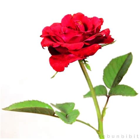Bunga mawar dikagumi di seluruh dunia karena keindahan dan aromanya. Paling Keren 19+ Gambar Bunga Mawar Beserta Bagian Bagiannya - Gambar Bunga Indah