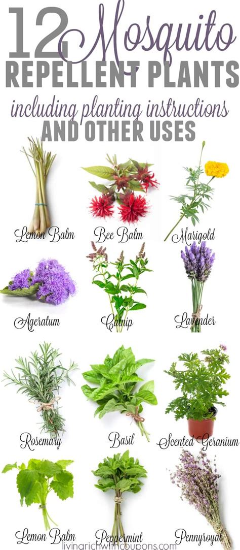 12 Mosquito Repellent Plants That Will Keep the Bugs Away | Living Rich ...