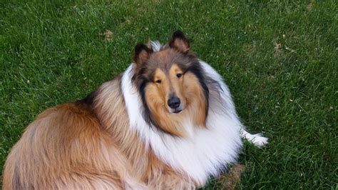 Lassie Dog