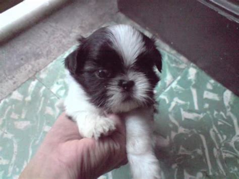 23 Maltese Shih Tzu Newborn Puppies L2sanpiero