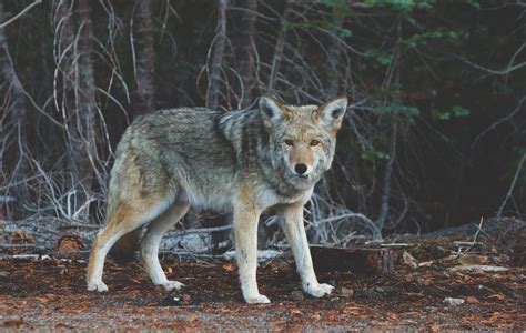 Free Images Nature Animal Wildlife Wild Fur Predator Coyote