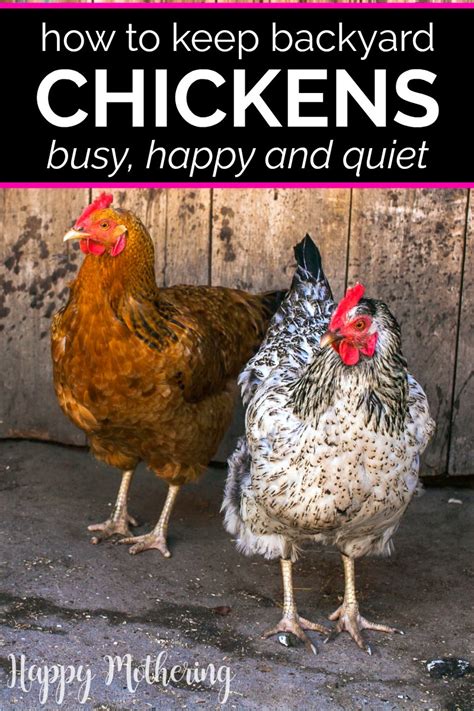 To make it easy, follow the. How to Keep Backyard Chickens Busy & Happy - Happy Mothering