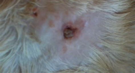 Crusty Cat Skin Scabs Toxoplasmosis