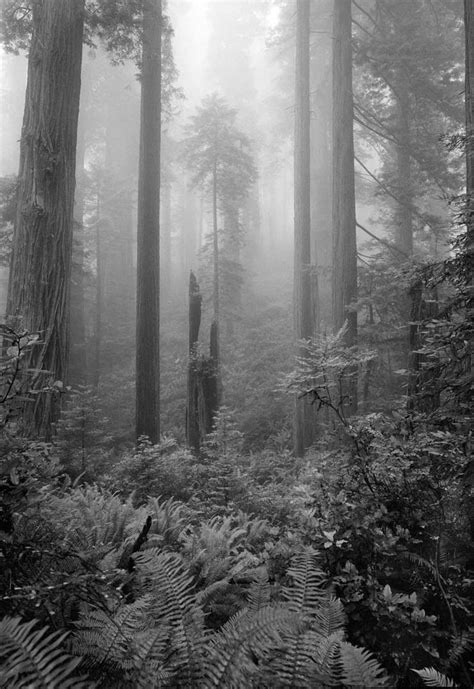 Foggy Forest 2 © 1971redwood National Park Ca Clyde Butcher Black