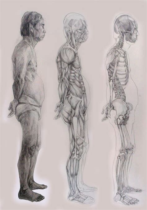 Human Anatomy Side View By Karl Chan On Deviantart