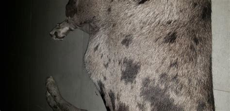 Good Evening Our 2 Year Old Great Dane Has A Lump On His Left Side By