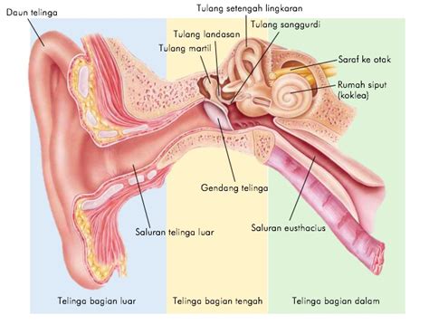 Check spelling or type a new query. Indra Pendengaran Manusia (Telinga) - Belajar Mandiri Yuk!