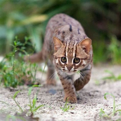 Kotek rudy jeden z najmniejszych dzikich kotów DinoAnimals pl