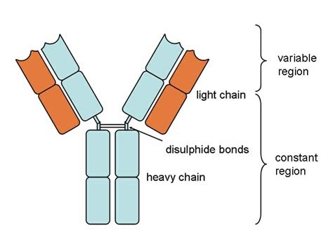 Antibody Definition Structure And Uses Biology Dictionary