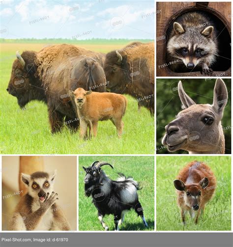 Collage With Different Cute Animals Stock Photography Agency