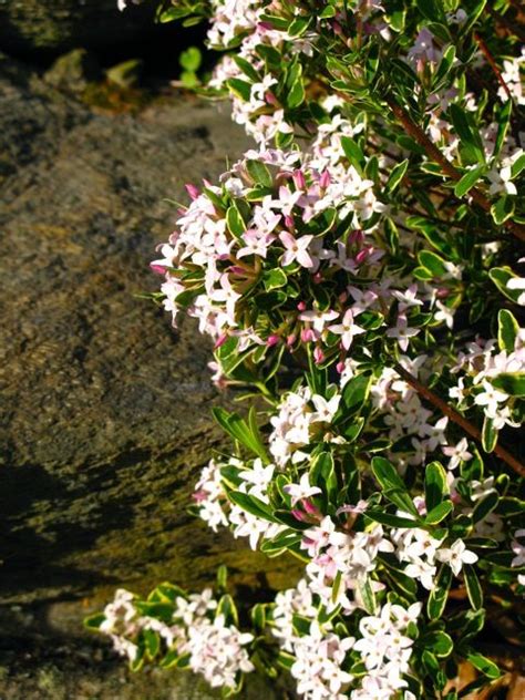 We did not find results for: Daphne 'Carol Mackie' | Botany, Shrubs, Plants