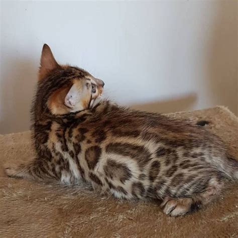 auckland bengal breeder with brown rosetted bengal kittens for sale in auckland new zealand
