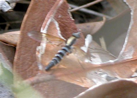 Australia's national gender pay gap has hovered between 13.4% and 19% for the past two decades.i there has been a decrease of 0.58. Midges - Family Chironomidae