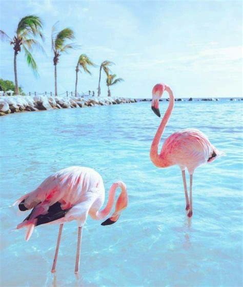 Pink Flamingos Flamingo Pictures Bird Wallpaper Flamingo