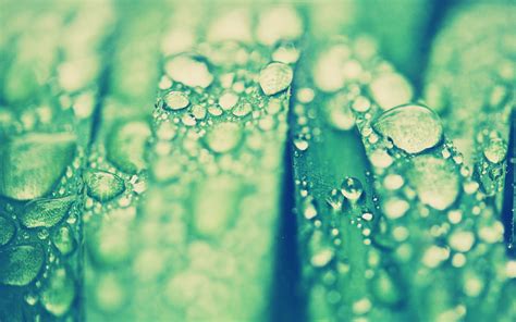 Close Up Photography Of Water Droplets On Green Leaf Hd Wallpaper