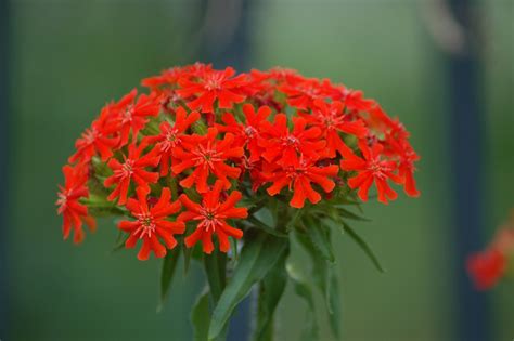 20% off all flower deliveries! If you like plants with some history behind them, you'll ...