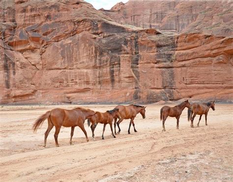 Horses, American Southwest | American southwest, American west, Horses