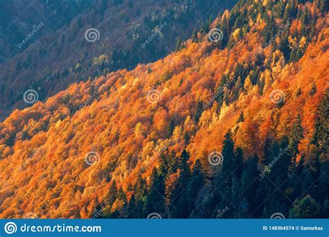 Colorful Trees In The Mountains Of Svaneti In The Fall Beautiful