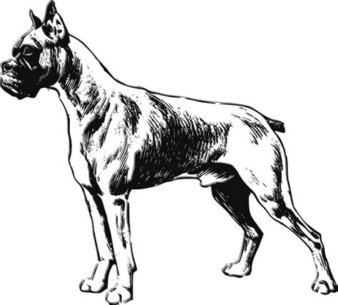 Boxer Dog Sketch Coloring Pages : Best Place to Color | Dog sketch