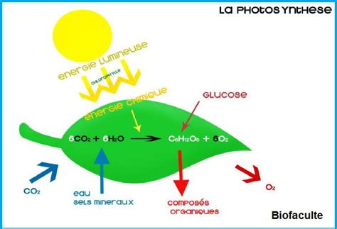La Photosynth Se Plant Science Pie Chart Biology