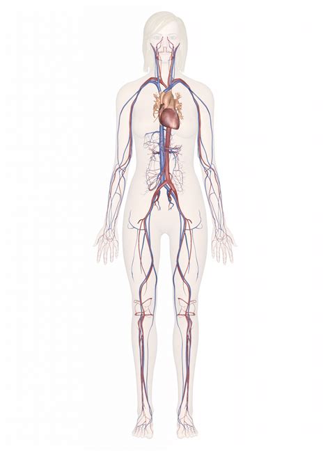 Learn the differences between an artery and a vein. Arteries Of The Body Diagram — UNTPIKAPPS