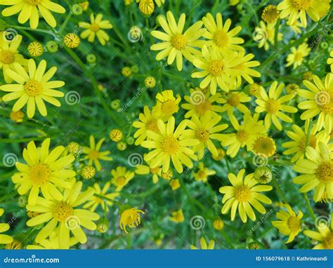 Yellow Spring Flowers Fresh Natural Daisies Field Close Up Stock Photo