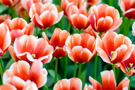 Beautiful Red Tulip Flowers Stock Image Image Of Flora Bunch 116900253