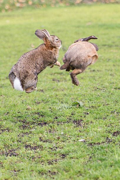 Rabbits Fighting Stock Photos Pictures And Royalty Free Images Istock