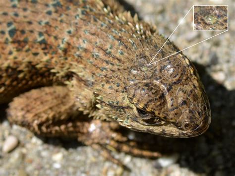 Blue Belly Lizard Aka Western Fence Lizard Sceloporus Occidentalis