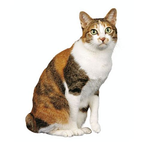 A natural bobtail, an animal with a genetically short tail. Japanse Bobtail - informatie over de Japanse Bobtail ...