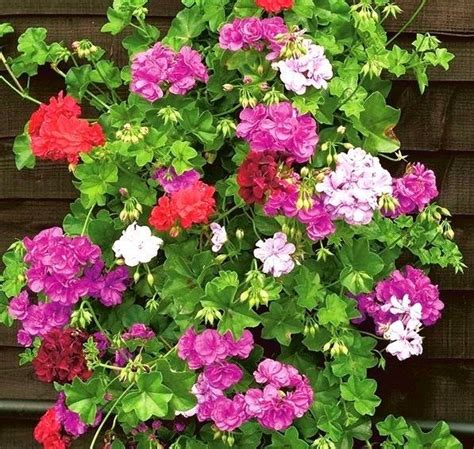 Multi Colored Flowers Pink Flowers Dry Shade Plants Ivy Geraniums