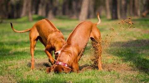 Apr 01, 2020 · however, if eating dirt has become a habit that needs to be broken, here are several strategies to try: Why Do Dogs Eat Dirt? Is It Bad for Them? - All Things Dogs