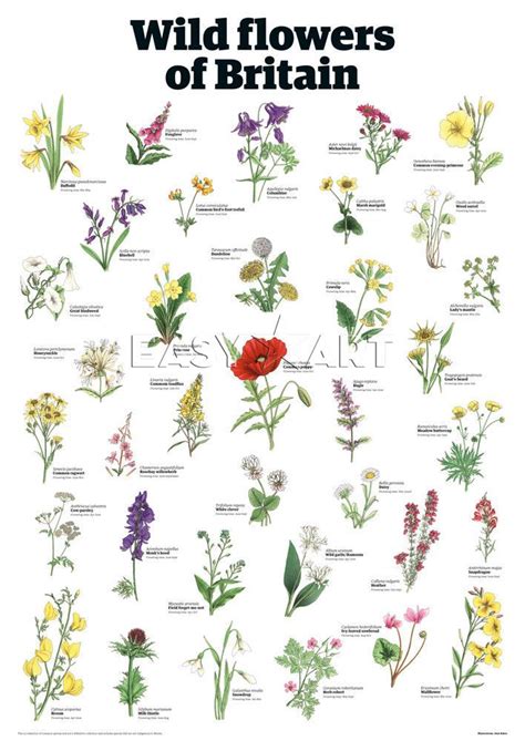 British Plants List Plants Bq