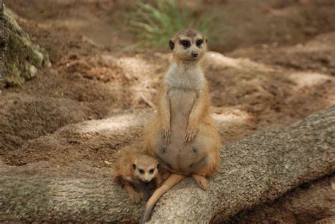 Pregnant Meerkat And Baby Flickr Photo Sharing