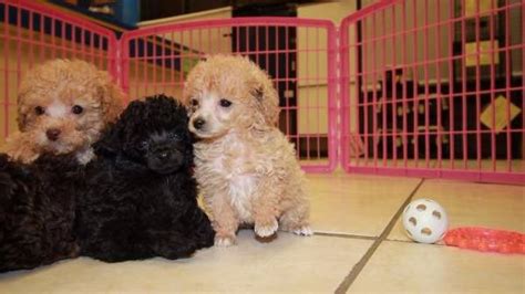 Find a toy poodle on gumtree, the #1 site for dogs & puppies for sale classifieds ads in the uk. Gorgeous Teacup, Toy, Black, Poodle Puppies For Sale Near Atlanta, Ga at - Puppies For Sale ...