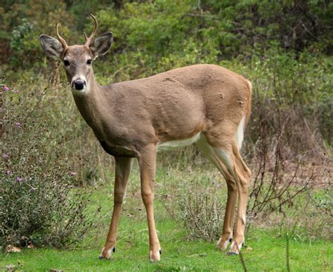 Filewhite Tailed Deer At Greenough Park Missoula Wikimedia Commons