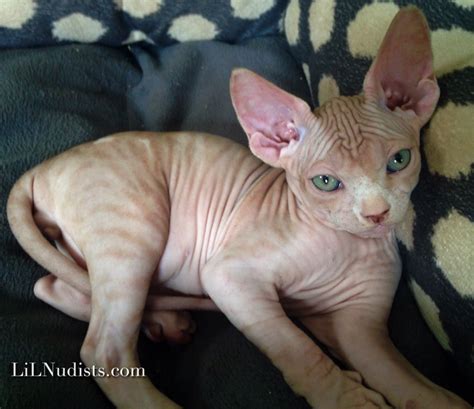 Tiger Striped Sphynx Kitten With Green Eyes Bambino Cat Hairless