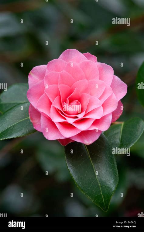 Camellia In Flower Burncoose Nursery Cornwall Stock Photo Alamy
