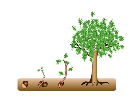 Journey Of A Seed To Tree Clip Art Library