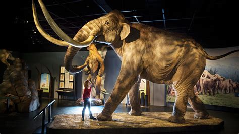 Mammoths Biggest Foe Was In Their Genes News The Times