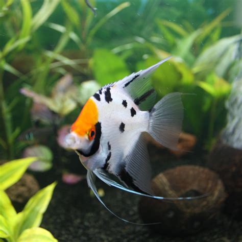 Angelfishes Care Guidebreeding Diet Habitat And More