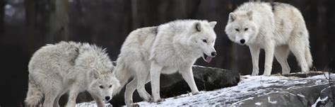 Wolf Feeding Wolf Facts And Information