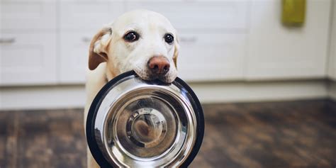 How Do You Stop A Dog From Begging For Food Our Training Tips
