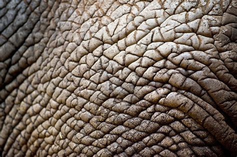 Waynes Quilts Elephant Skin Textures Skin Care Diy Masks