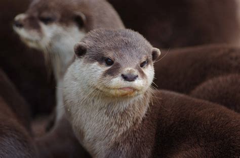 Asian Small Clawed Otter On Emaze