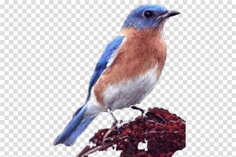 Bluebirds Clipart Carinewbi