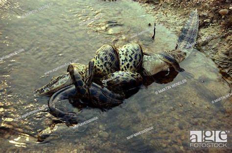 Anaconda Eunectes Murinus Constricting Caiman Stock Photo Picture And