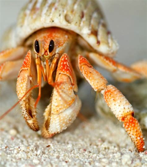 Caring For A Hermit Crab Thriftyfun